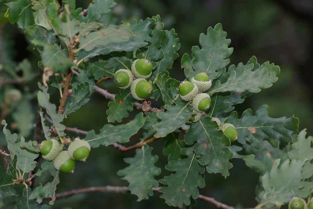 Downy oak
