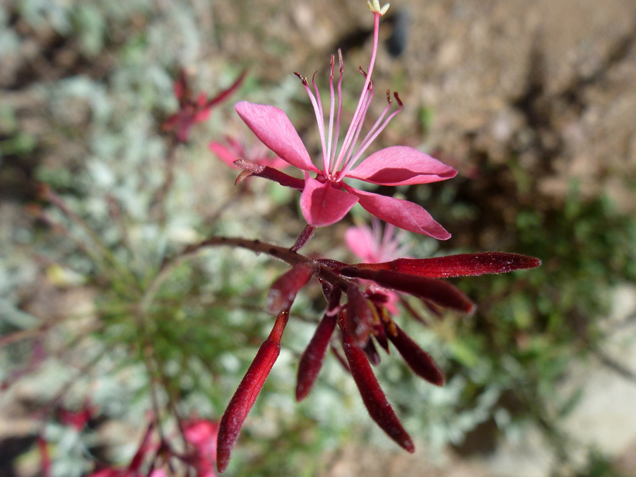 Lindheimer's beeblossom