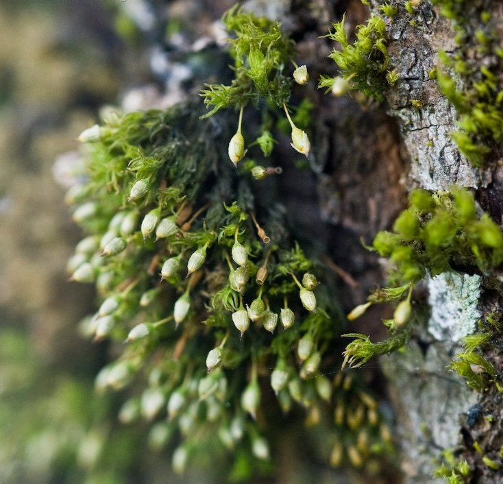 Large-spored ulota moss