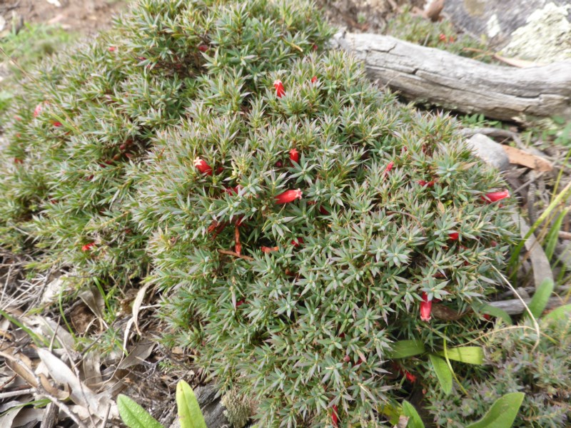 Cranberry heath