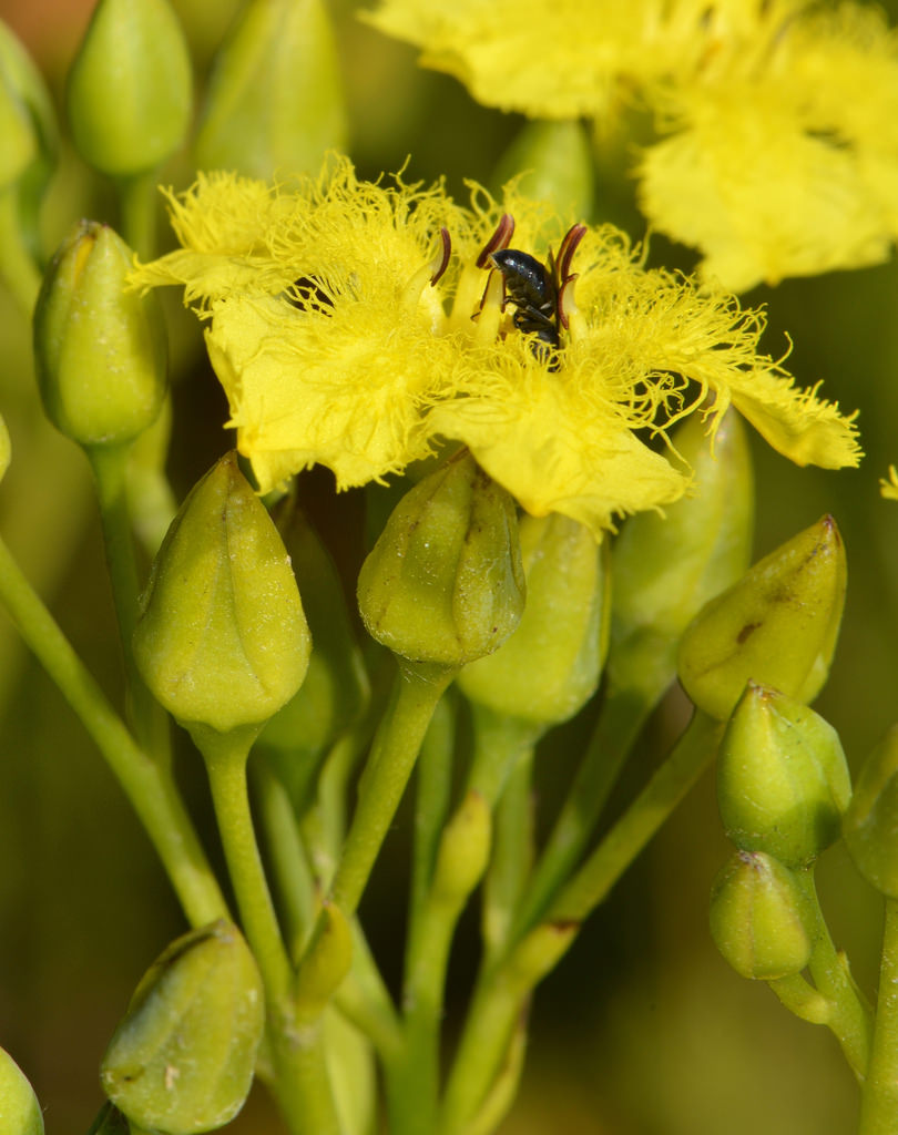 Goldblatt's villarsia