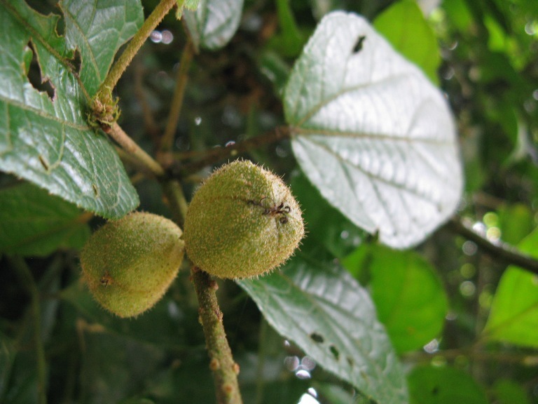 Layerbark tree