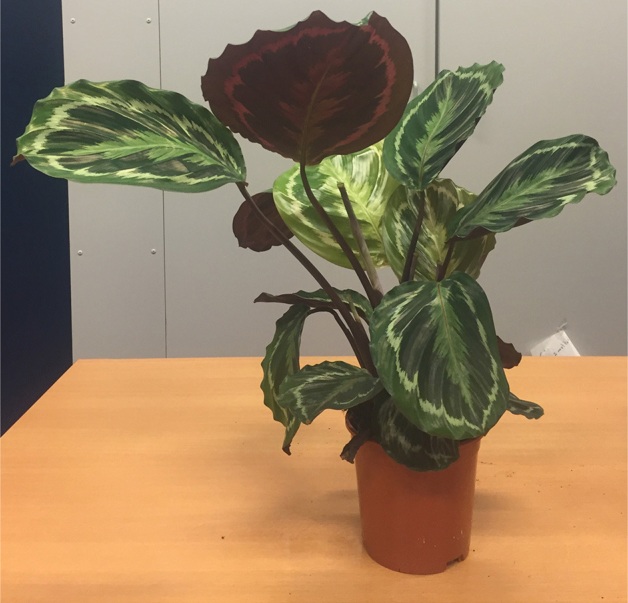 Calathea - Plantsnap - Identify Plants, Trees, Mushrooms With An App