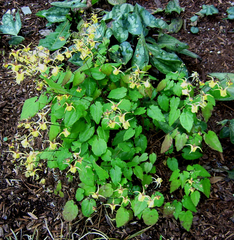 Barrenwort
