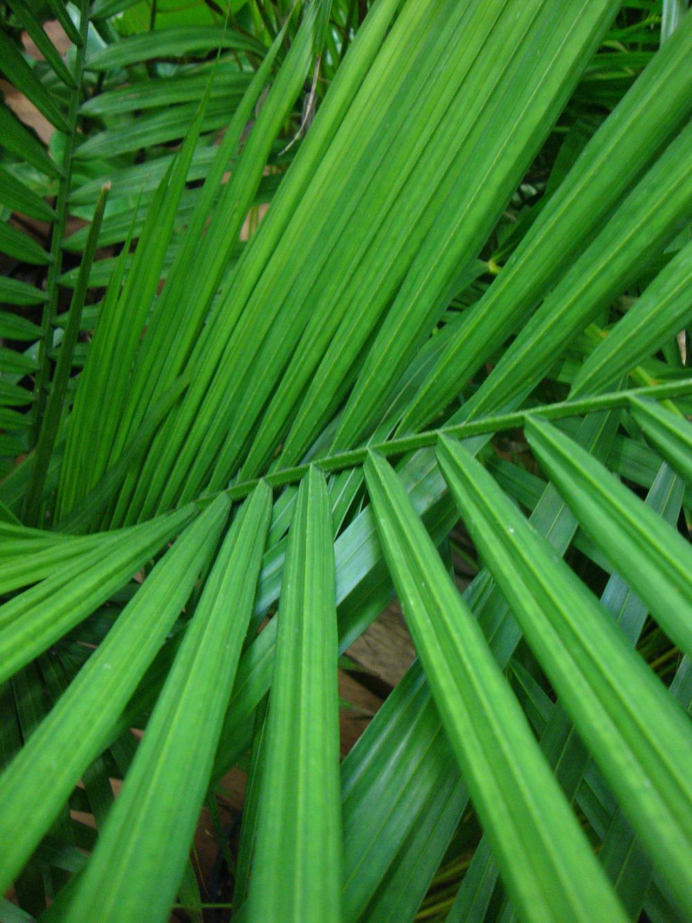 Majesty palm