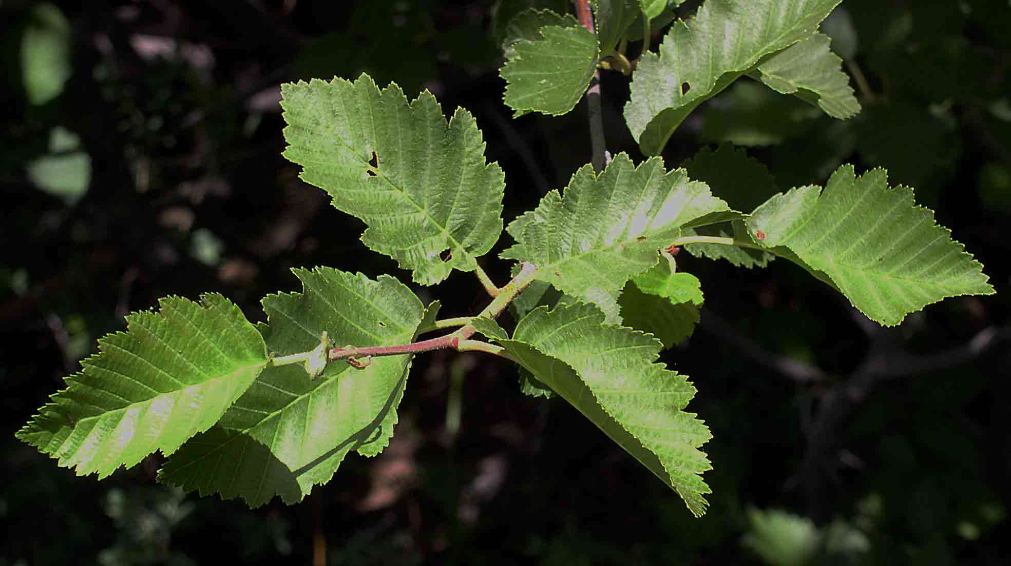 Alder
