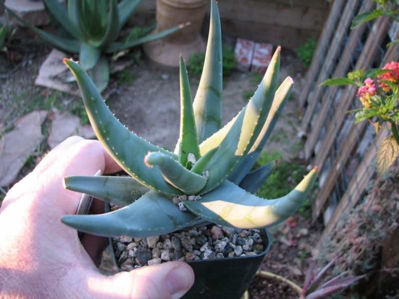 Krapohl's aloe