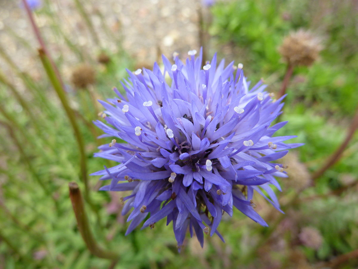 Plantsnap Identify Plants, Trees, Mushrooms With An App