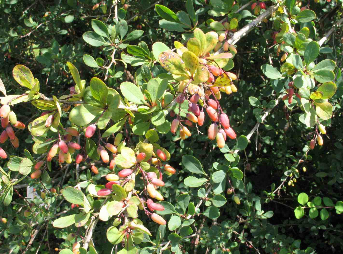 Tischler's barberry
