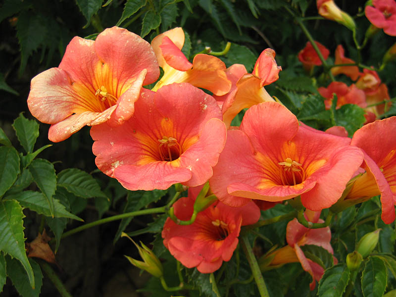 How to care for Chinese trumpet creeper - Complete Plant Care Guide |  PlantSnap - Plantsnap - Identify Plants, Trees, Mushrooms With An App