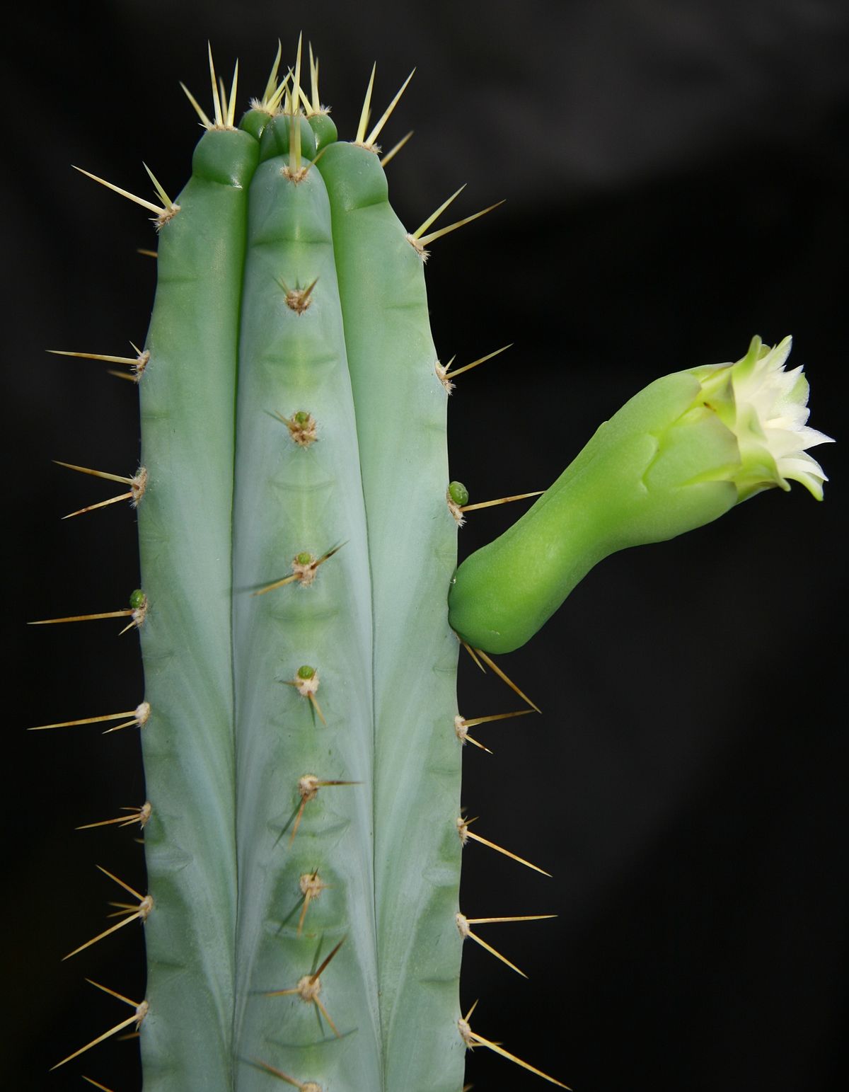 Blue torch cactus
