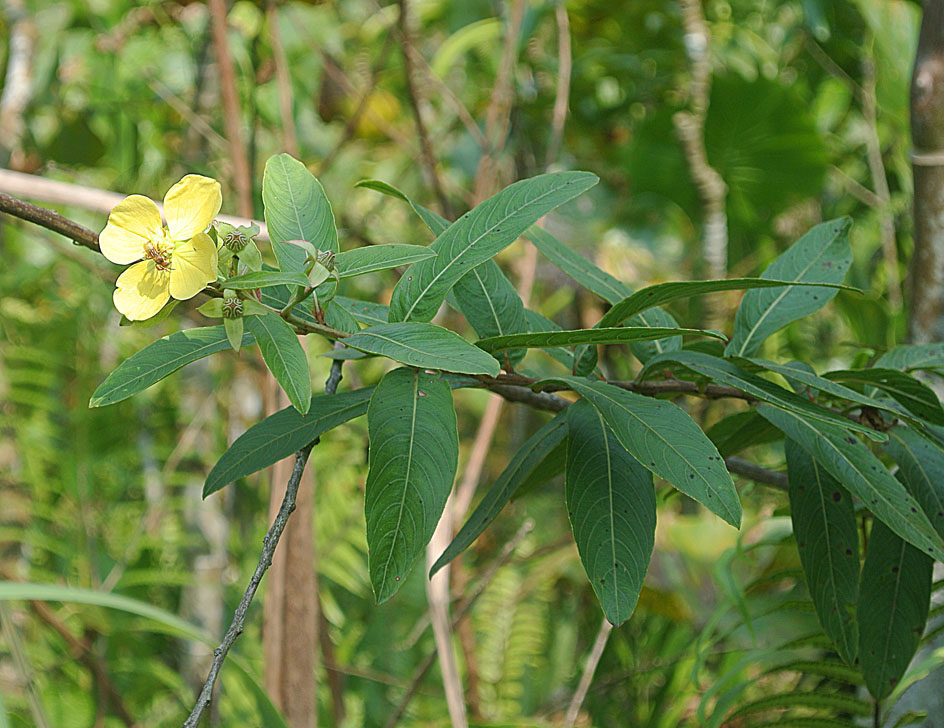 Water primrose