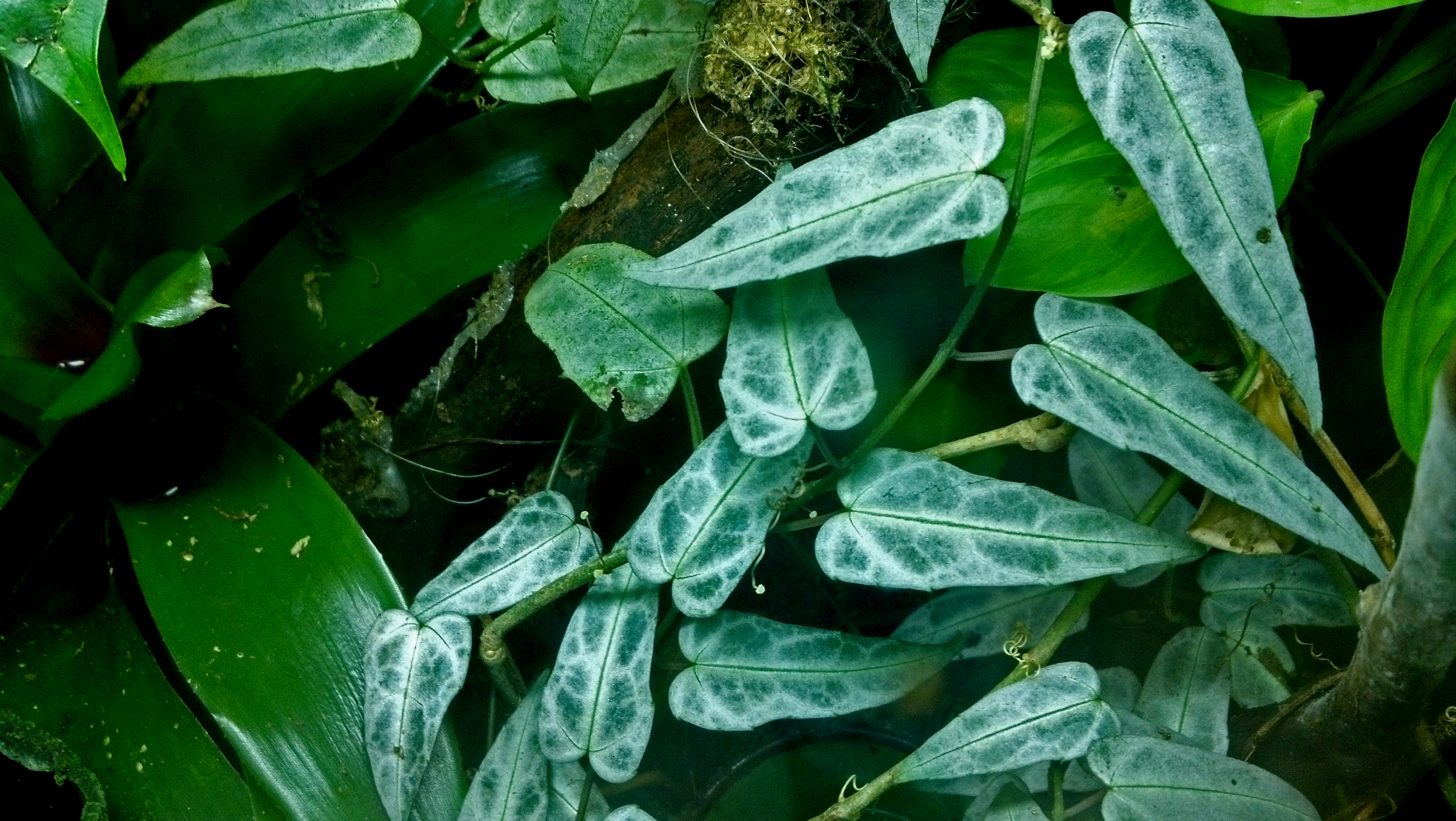 Amazon croton (Croton amazonicus) - Plant photograph