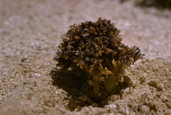 Groundcone