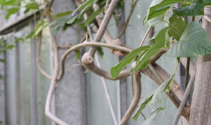 Cross vine