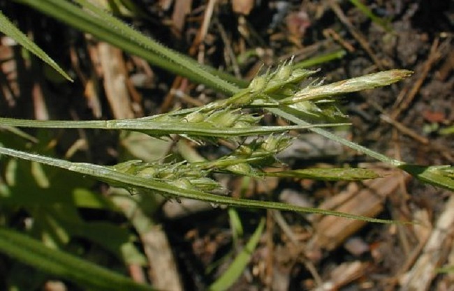 Hairy sedge