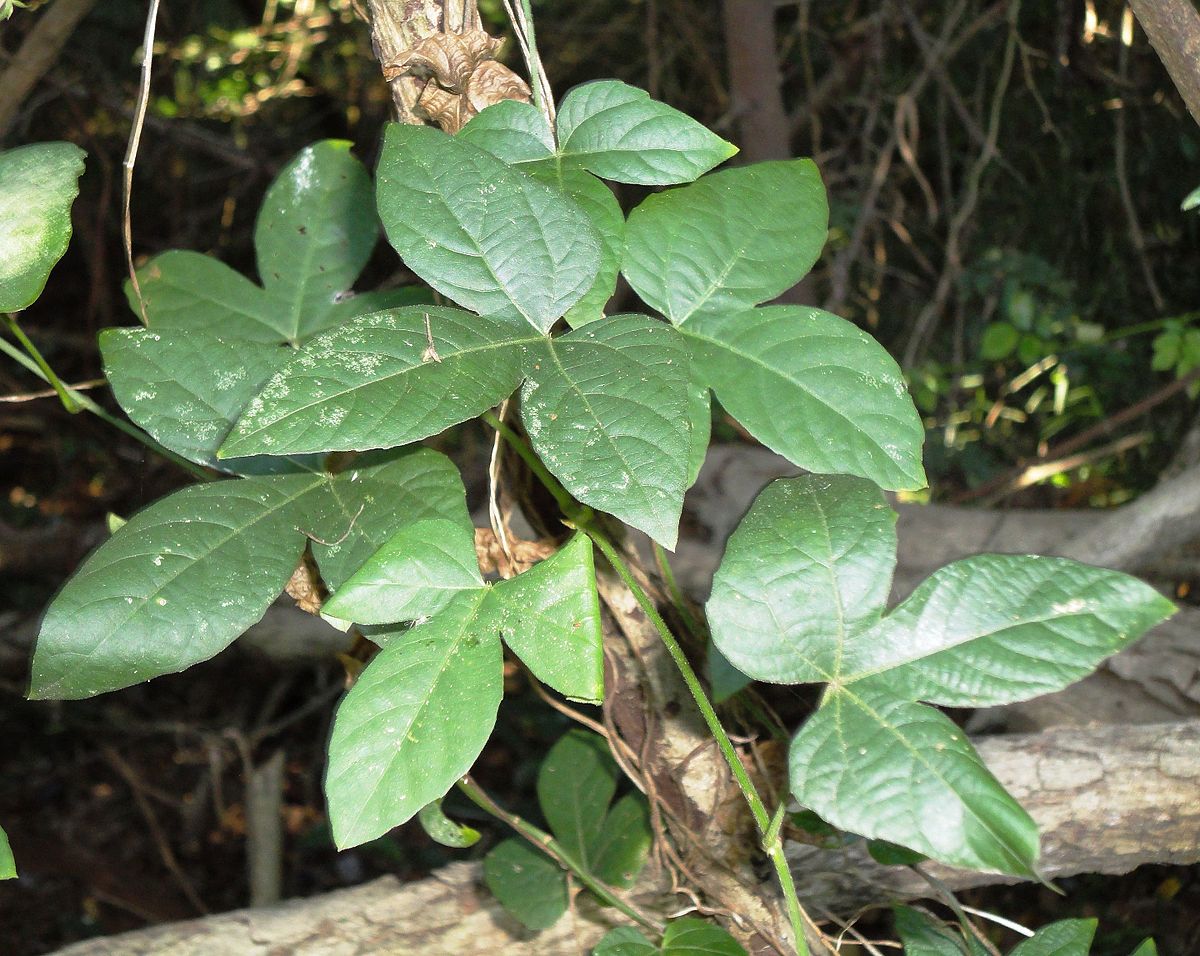 Climbing hemp vine