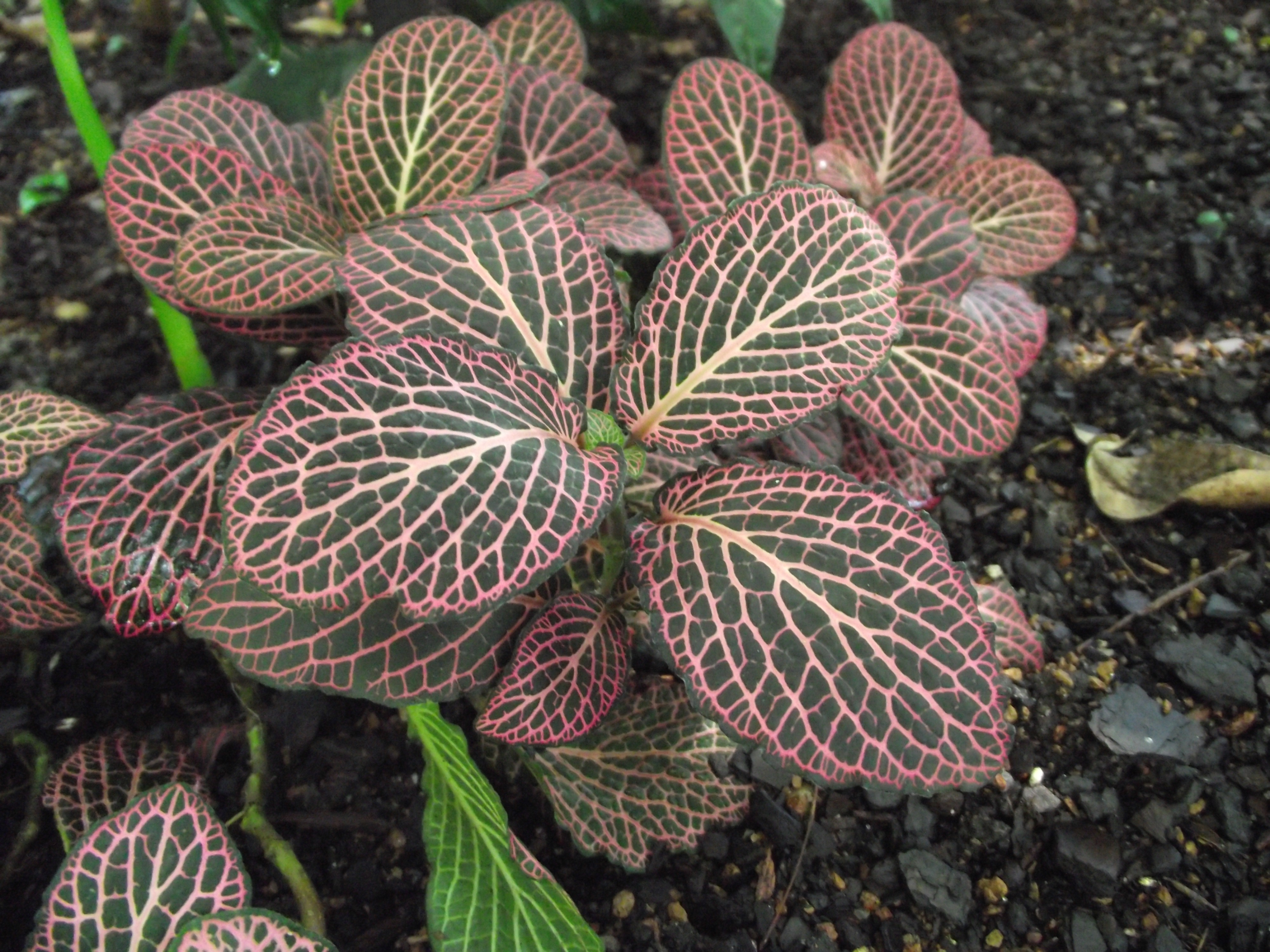 Nerve plant