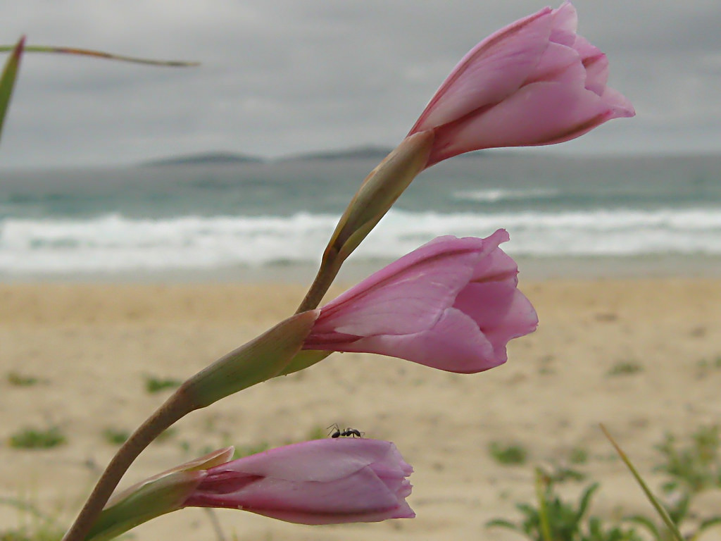 Beach gladiolus (Gladiolus gueinzii) - Image 1 of 10
