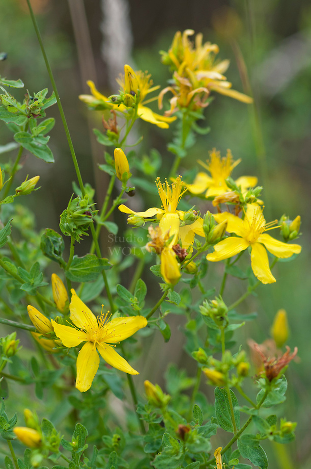St. john's wort