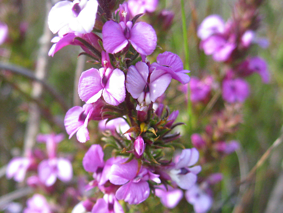 Milk pea