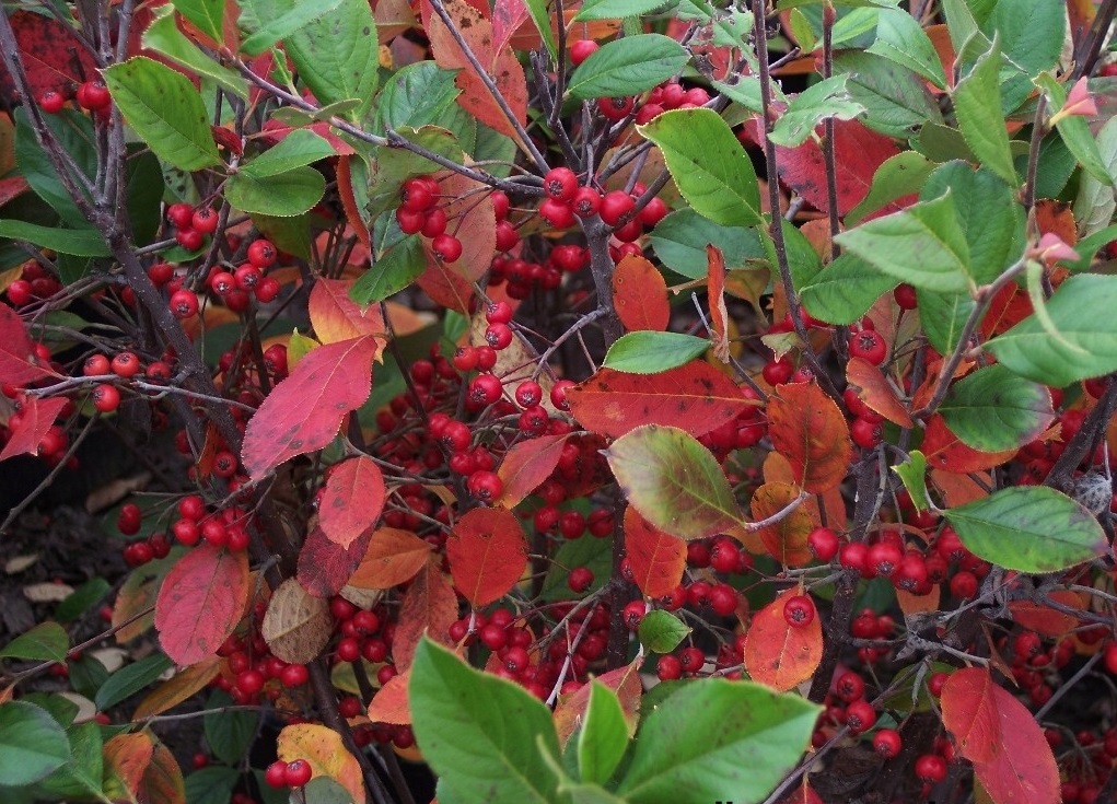Red chokeberry
