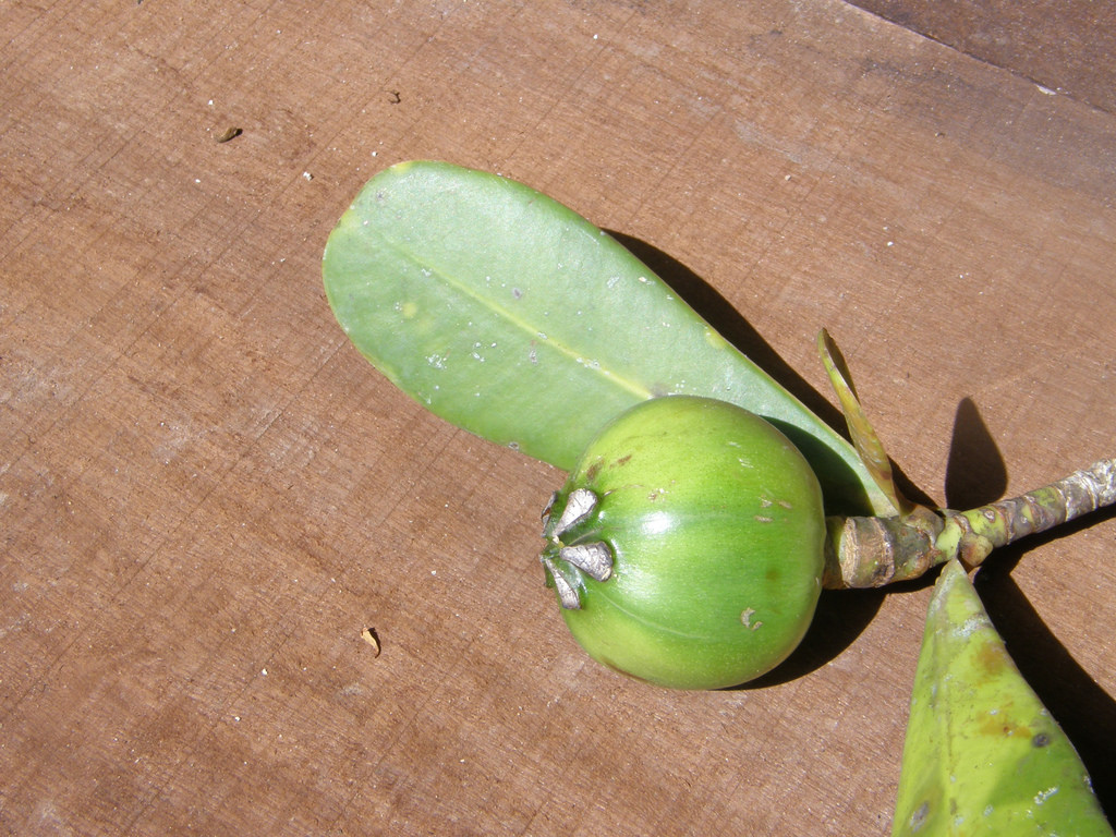 Leprantha clusia
