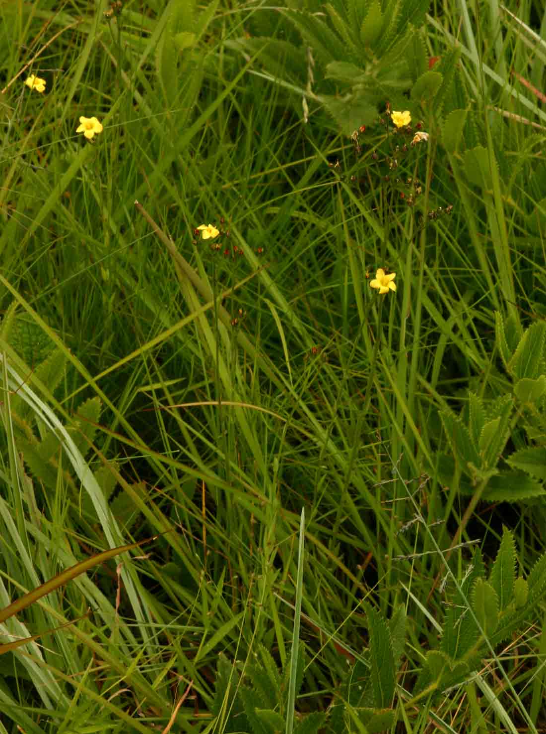 Thunberg's flax