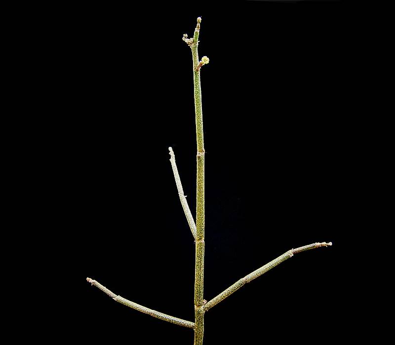 Spurge