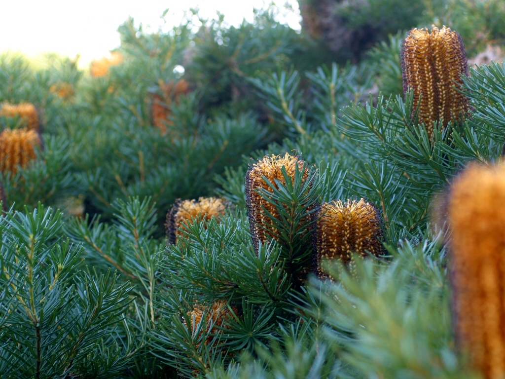 Hairpin banksia