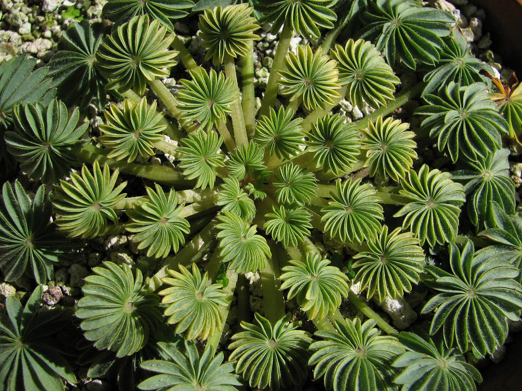 Palm leaf oxalis