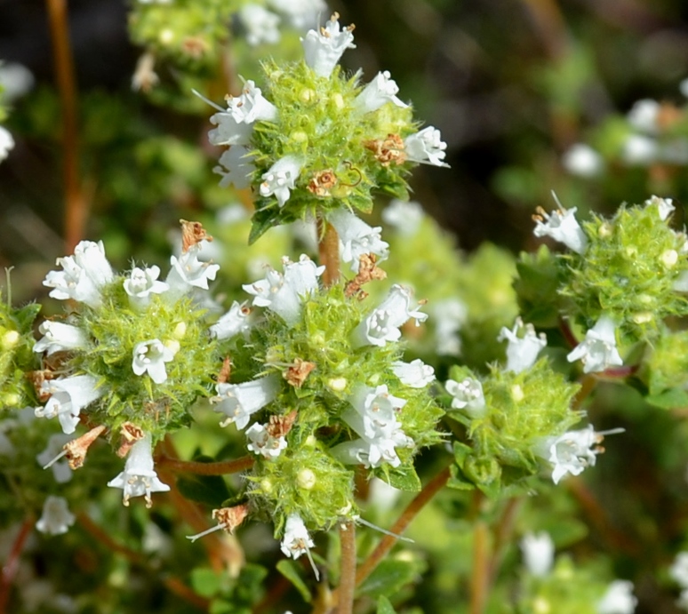 White thyme