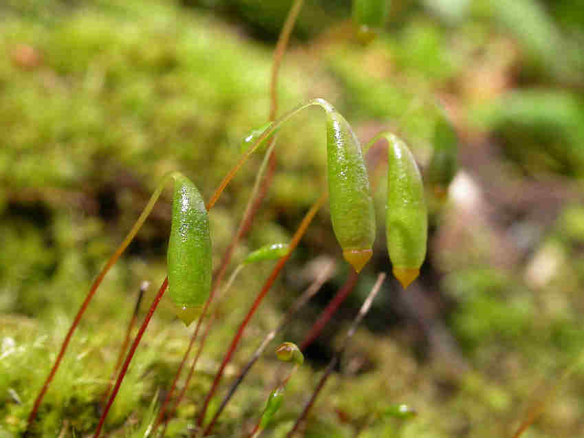 Don's bryum