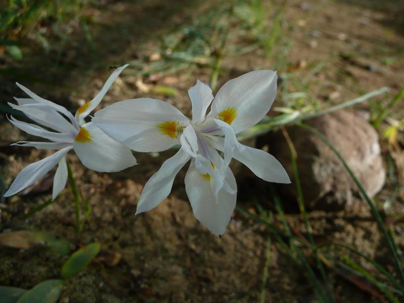 Cedarberg moraea