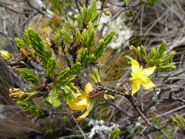Pointed st. john's wort