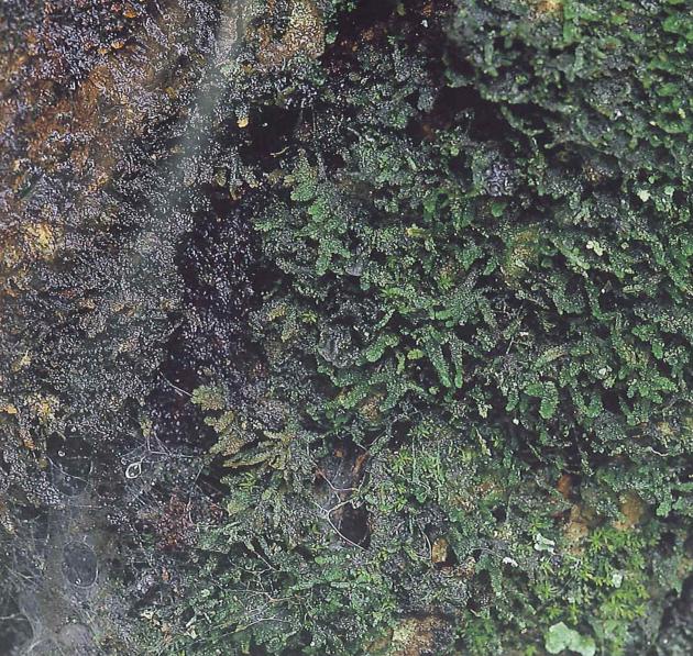 Damp feathermoss