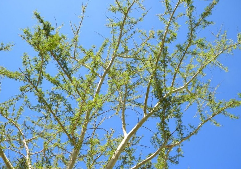 Real Fever Tree How to care for Fever tree - Complete Plant Care Guide | PlantSnap ...