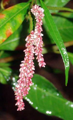 Curlytop knotweed (Persicaria lapathifolia) - Image 1 of 10