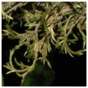 Twisted forsstroemia moss