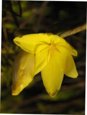 Bobartia