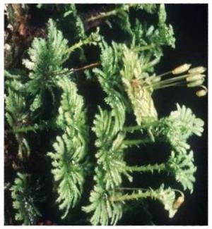 Arboreal leucodon moss