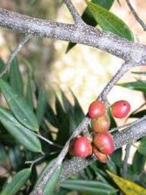 Frutillo