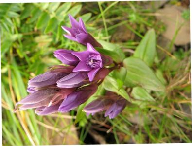 Carpathian gentian