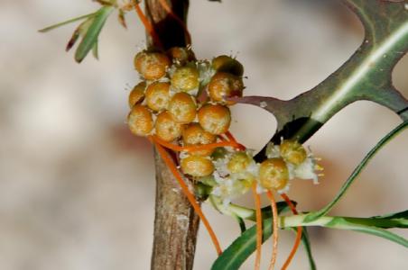 Dodder