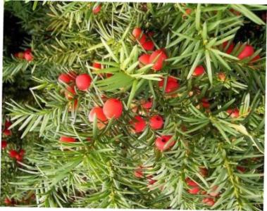jawoll thuja Thuja Junior Giant (THUJA X JUNIOR GIANT) main image 1