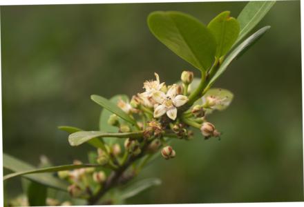 Red petaled erythroxylum