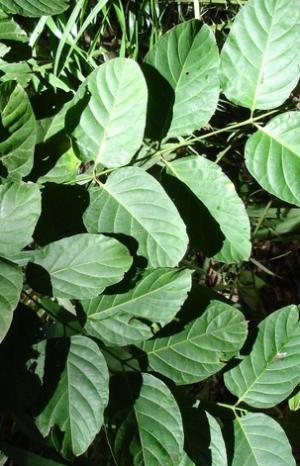 How to care for Booby tree - Complete Plant Care Guide | PlantSnap ...