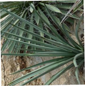 Narrowleaf yucca