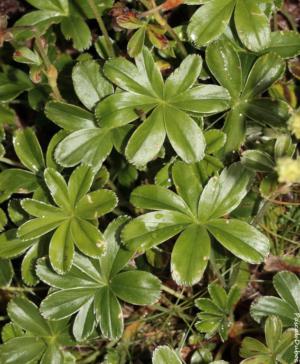 Mountain lady's mantle