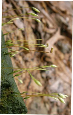 Necklace moss
